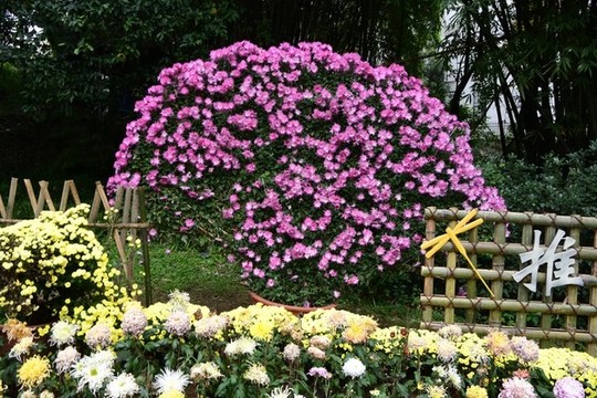 菊花展