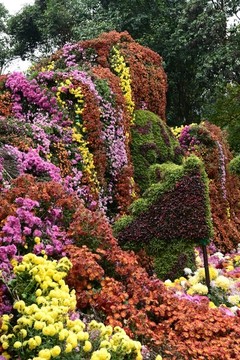 菊花展