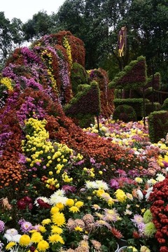 菊花展
