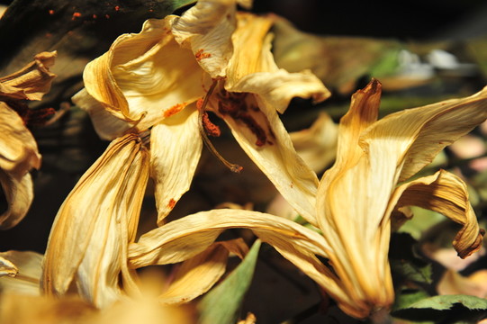 干花殘影
