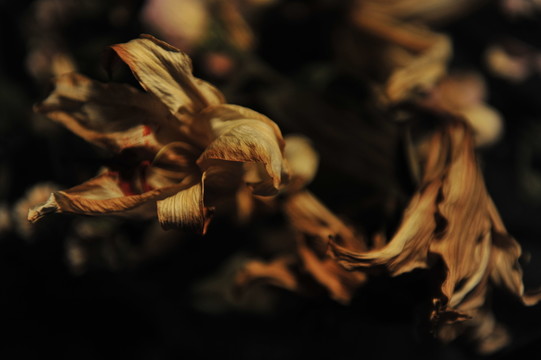 干花殘影