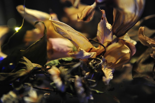 干花殘影