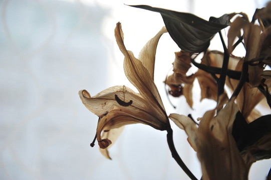 干花殘影