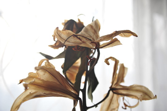 干花殘影