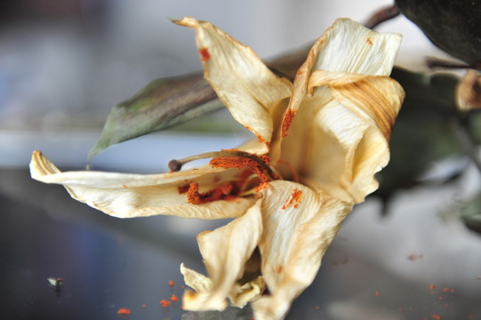 干花殘影