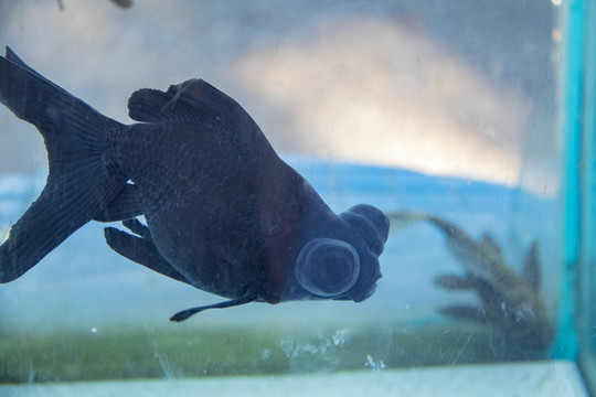 金魚