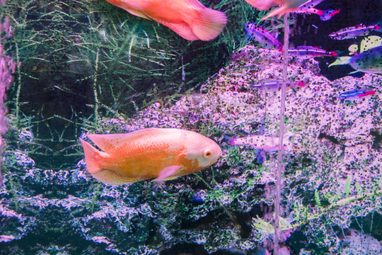 金魚