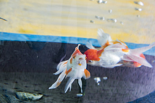 金魚