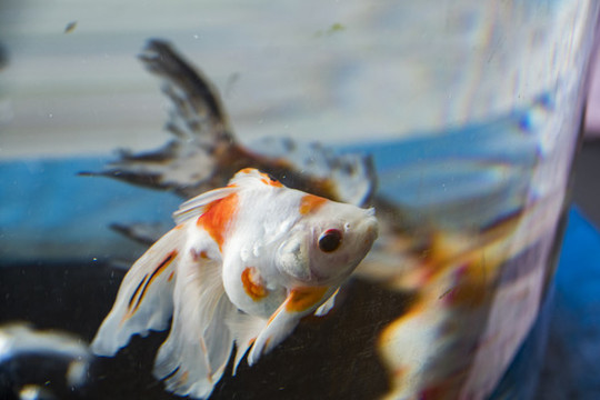 金魚