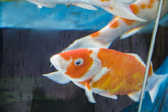 金魚(yú)