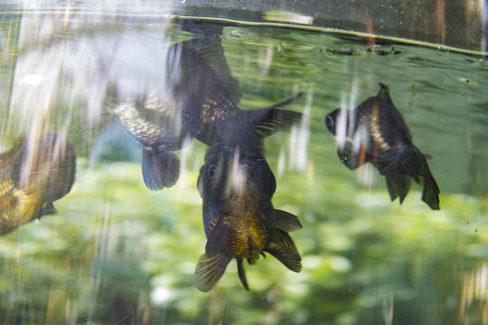 金魚(yú)
