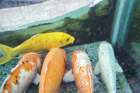 金魚