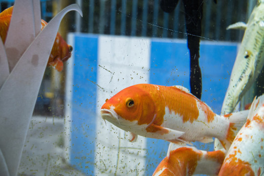 金魚