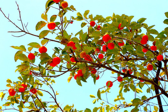 柿子樹(shù)