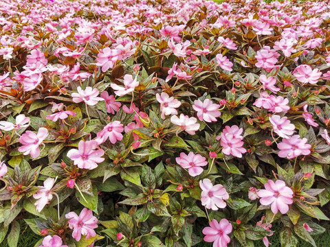 鳳仙花