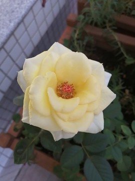 玫瑰花