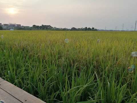 稻田風(fēng)光