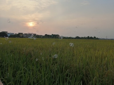 稻田風(fēng)光
