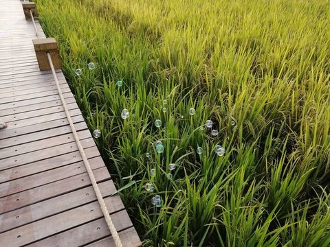 水稻
