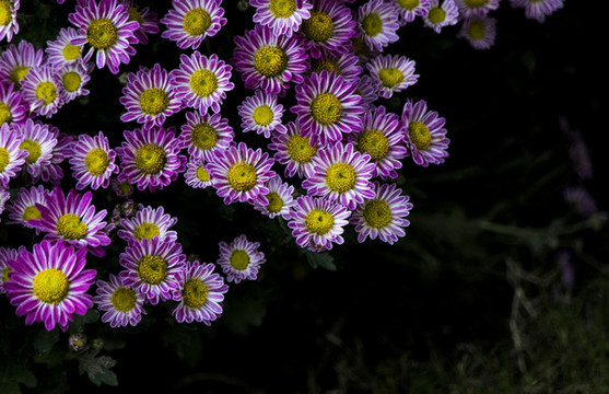 菊花