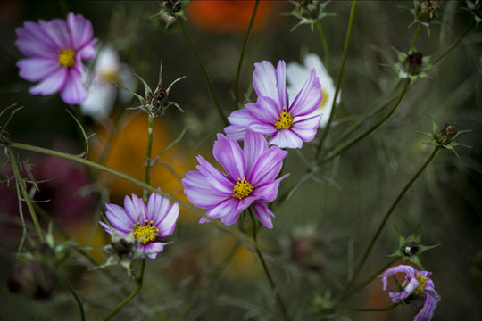 濱菊
