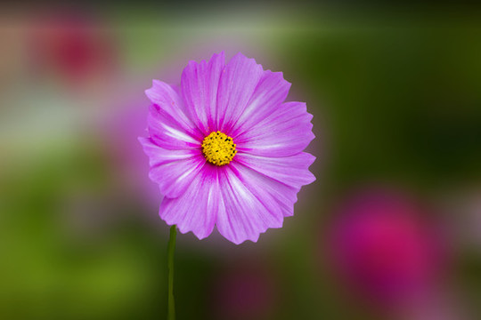 濱菊