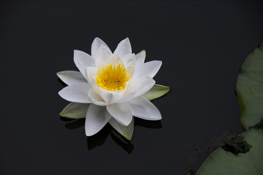 白蓮花