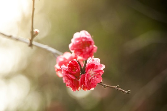梅花