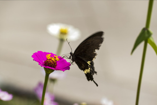 蝶戀花