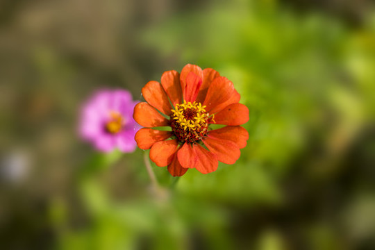 野菊花