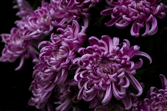 菊花