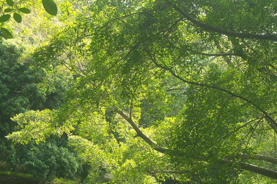 樹木枝葉