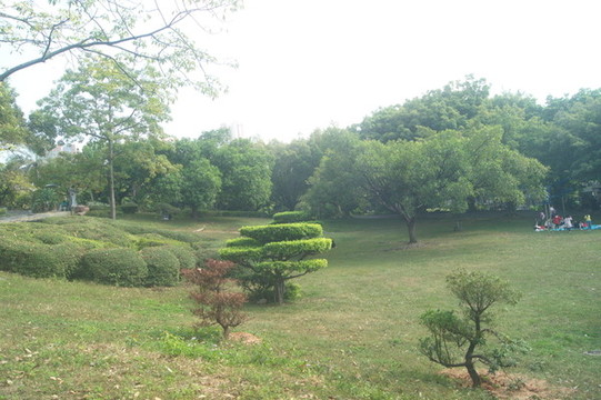 樹木枝葉