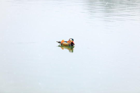 北大校園風(fēng)光未名湖鴛鴦