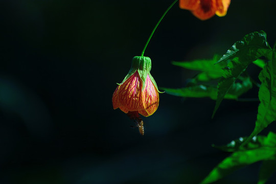燈籠花