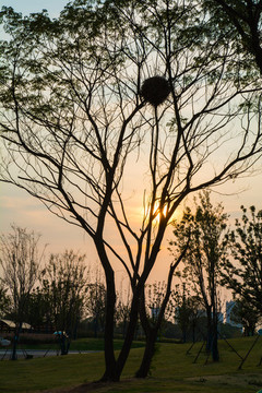 公園大樹上的鳥巢
