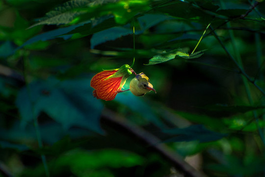 燈籠花和太陽鳥
