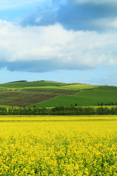 田野油菜花開