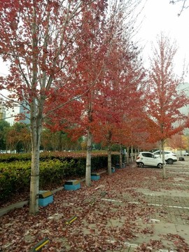 公園紅楓