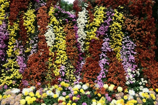 菊花墻