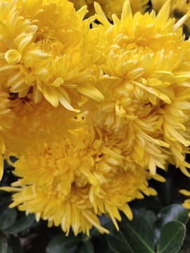愛(ài)心菊花