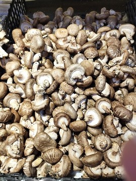 新鮮香菇