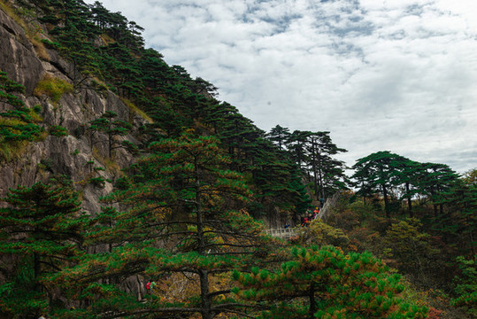黃山松樹