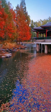 中山公園銀杏