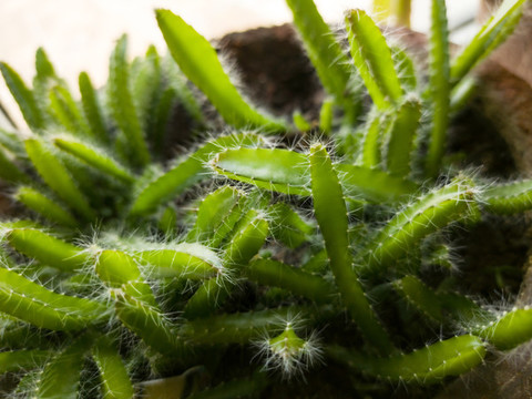 家種火龍果綠色植物花盆