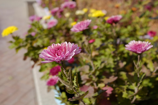 秋菊