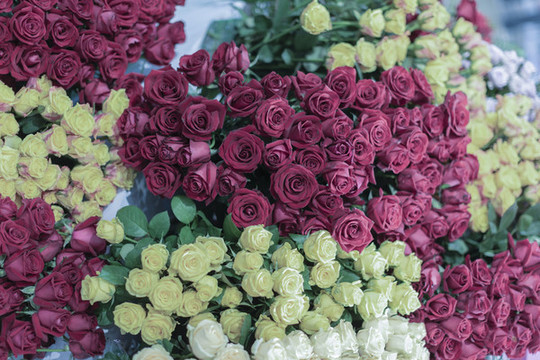 玫瑰花
