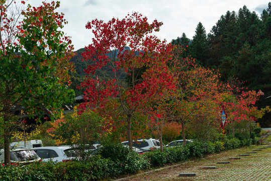 秋季紅葉素材