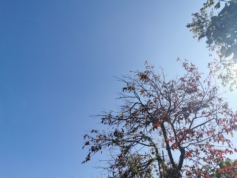 天空樹葉