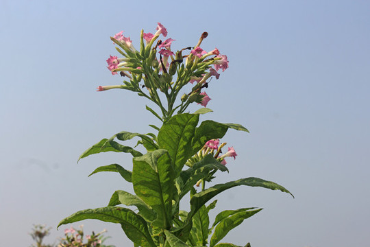 煙草花